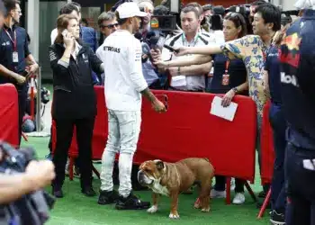 Újra kellett éleszteni Lewis Hamilton imádott kutyáját