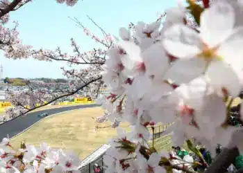 F1 2025 Japán Nagydíj, Fernando Alonso a pályán, előtérben cseresznyevirágok