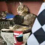 Motorsportol.hu cicák