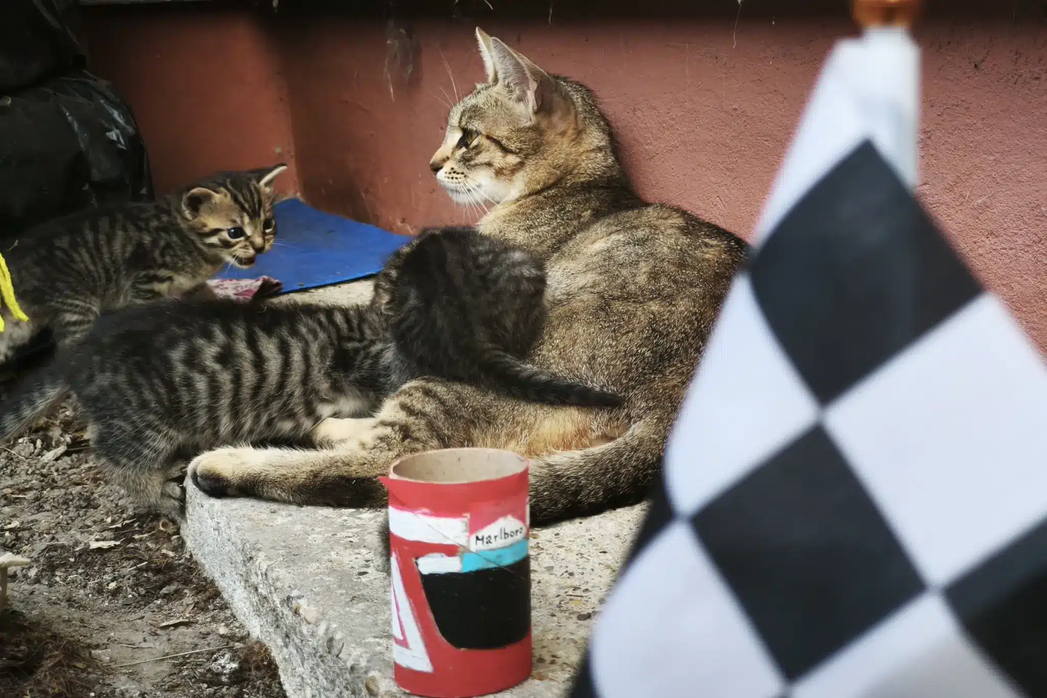 Motorsportol.hu cicák