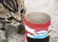 Motorsportol.hu cicák