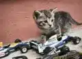 Motorsportol.hu cicák