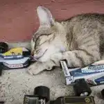 Motorsportol.hu cicák