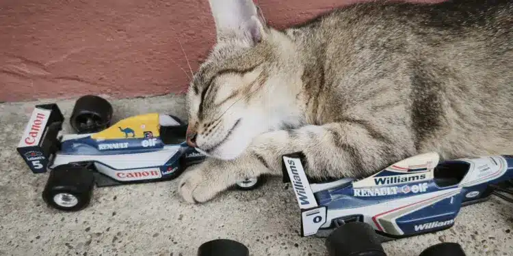 Motorsportol.hu cicák