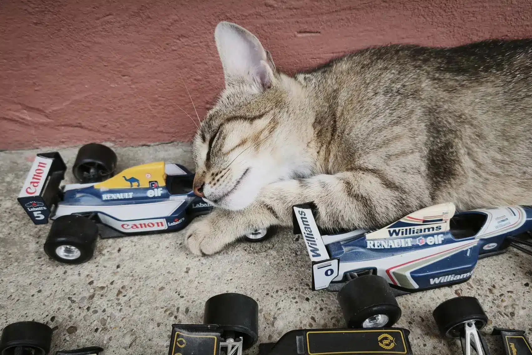 Motorsportol.hu cicák
