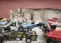 Motorsportol.hu cicák