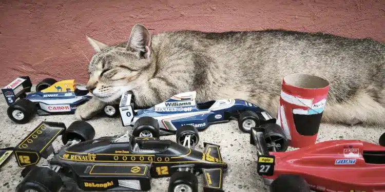 Motorsportol.hu cicák