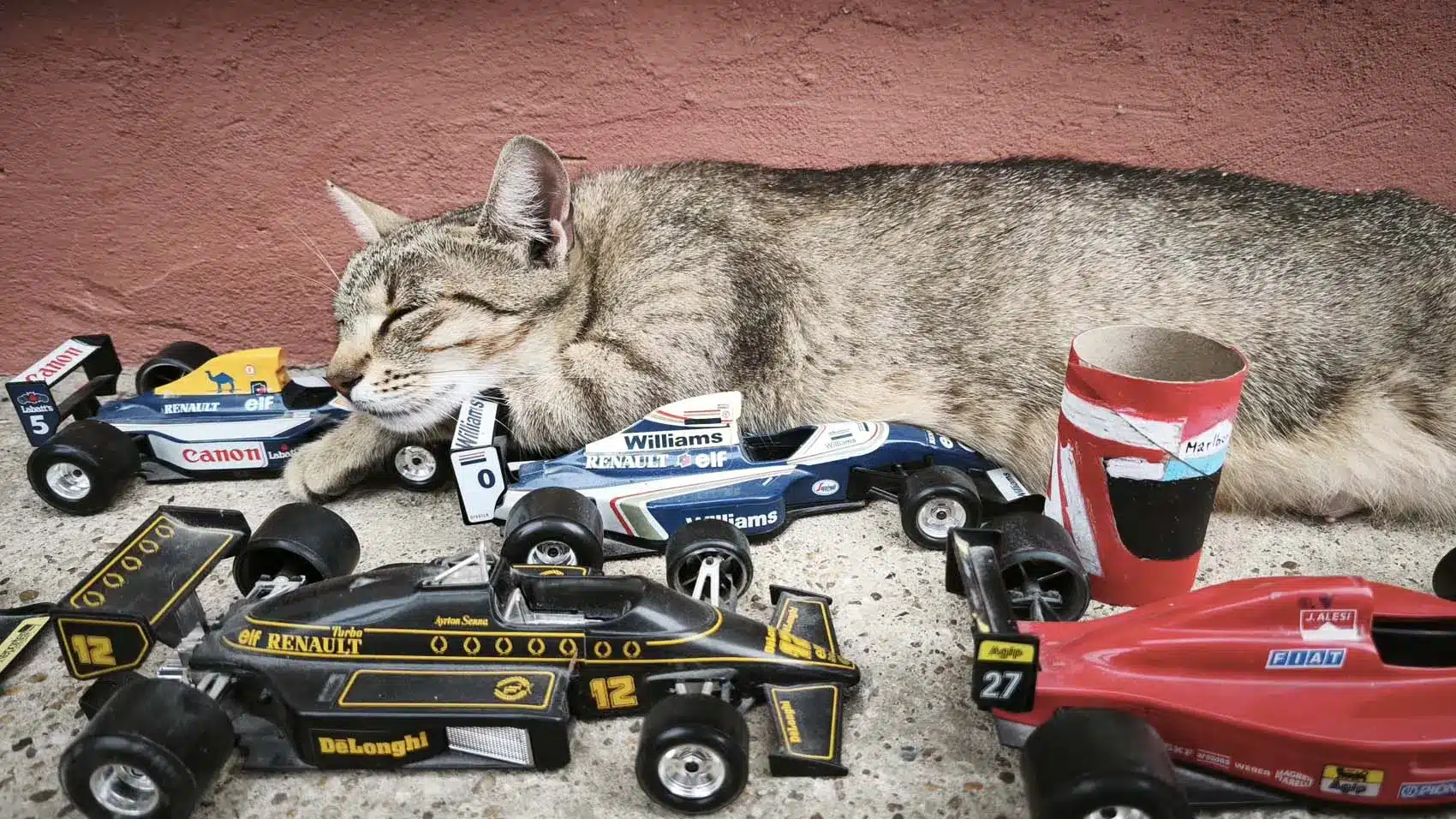 Motorsportol.hu cicák