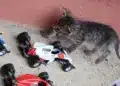 Motorsportol.hu cicák