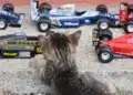 Motorsportol.hu cicák