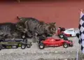 Motorsportol.hu cicák