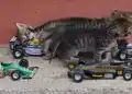 Motorsportol.hu cicák