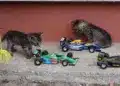 Motorsportol.hu cicáa