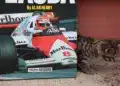 Motorsportol.hu cicáa