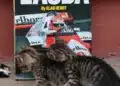 Motorsportol.hu cicáa